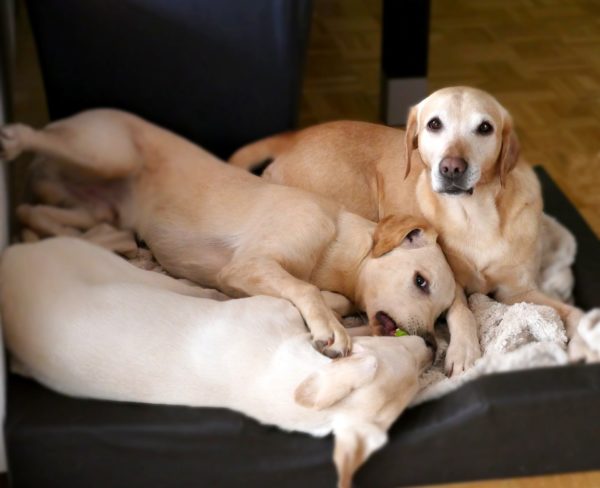 Pet-Proofing Your Home: Ideas To Make Your Home Pet-Friendly For Cats and Dogs