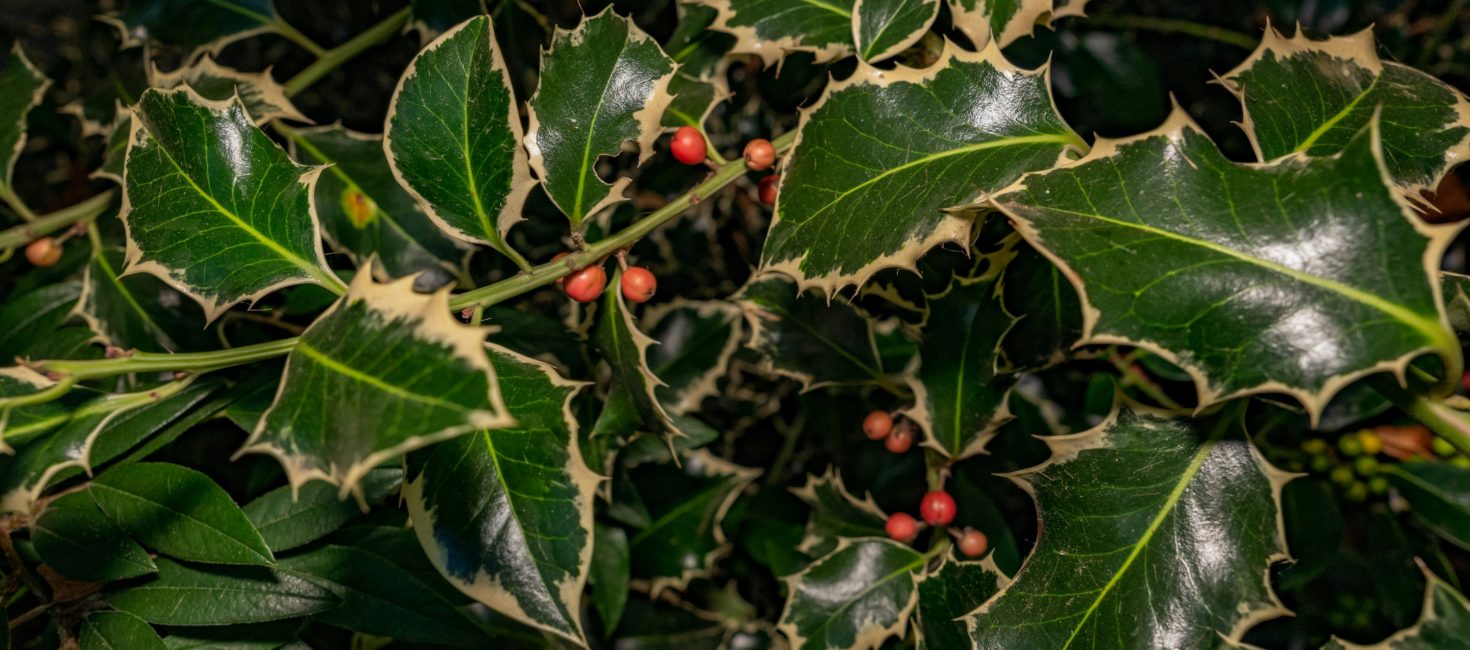 benjamin cheng knyMntp49vM unsplash